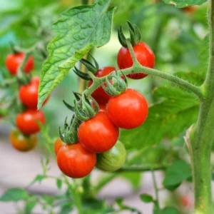 Fast_Food_Tomatoes