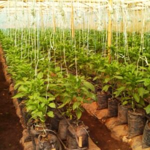 Inside-Bhatts-green-houses