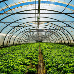 Young plants growing in a very large plant nursery in the france