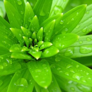 spring-rain-young-plant-1537828